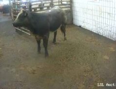 LSL Auctions Sales 6th October 2022