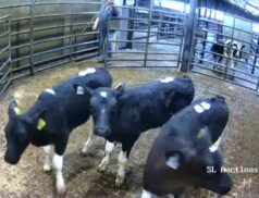 LSL Auctions Sales Friday 28 October