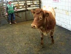 LSL Auctions Sales Thursday 27 October