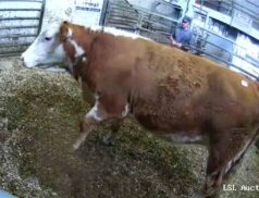 LSL Sales 1 October 2022