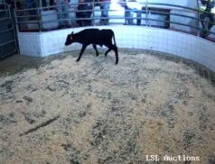 LSL Sales 10th October