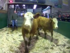 LSL Auctions Sales 17 October