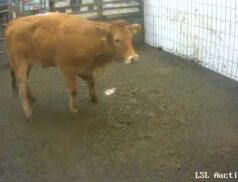 LSL Sales 20 October 2022