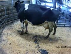 LSL Sales 8th October 2022