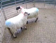 LSL Sales Tuesday 11th October