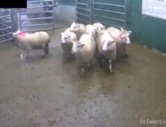 Monday sales Lsl Auctions