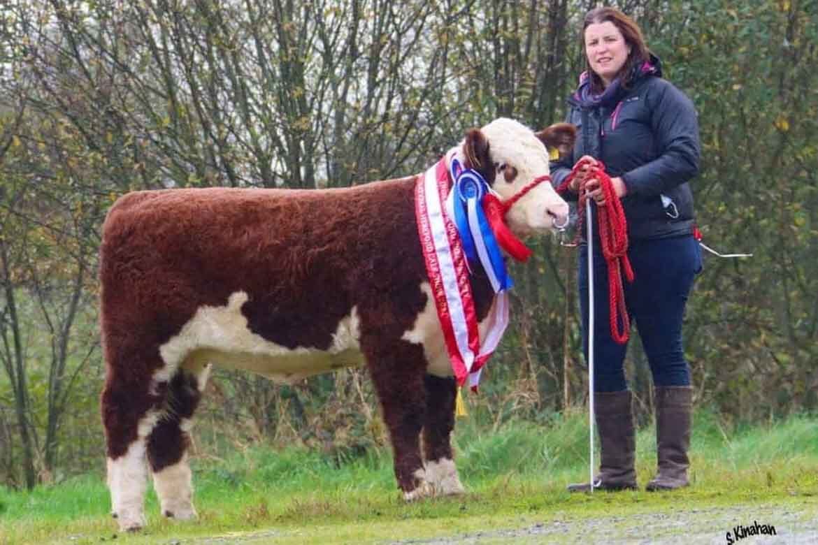 National Hereford Calf Show GVM Tullamore