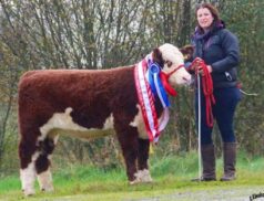 National Hereford Calf Show GVM Tullamore