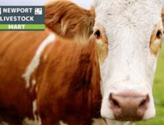Newport LIvestock Mart