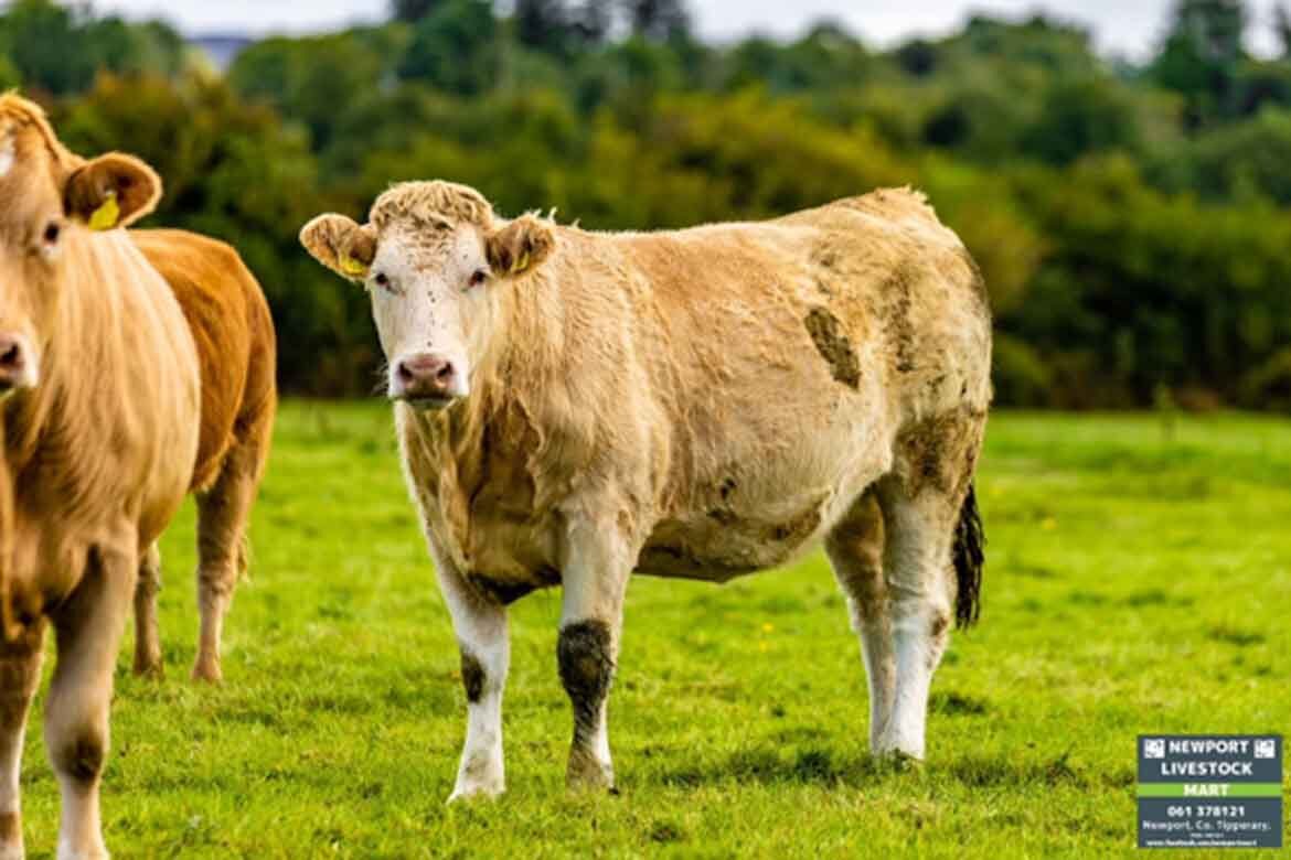 Newport Mart Heifers