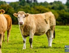 Newport Mart Heifers
