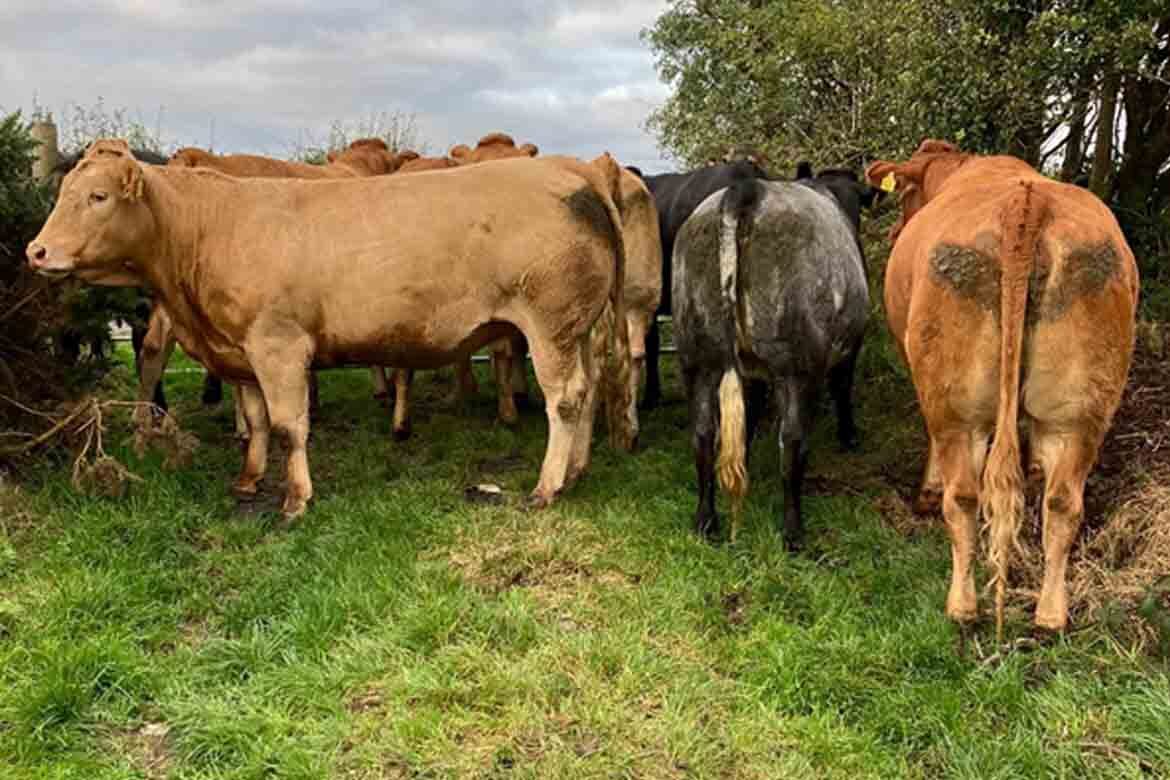 Omagh Auction Mart Heifer calves