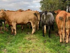 Omagh Auction Mart Heifer calves