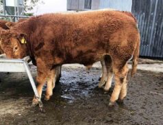 Plumbridge Suck Calf Sale
