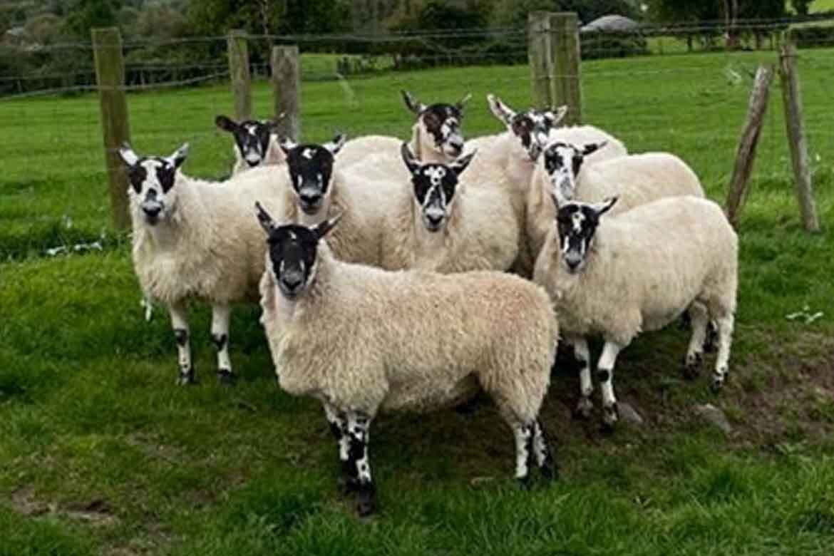 Plumbridge Livestock Sales Weekly Breeding Sheep Sale