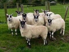Plumbridge Livestock Sales Weekly Breeding Sheep Sale