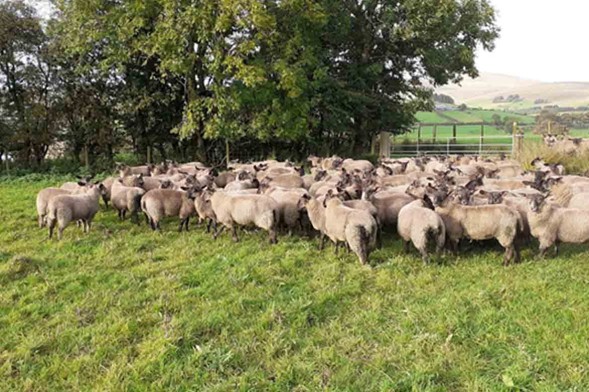 Plumbridge Livestock sheep sales