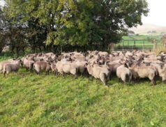Plumbridge Livestock sheep sales