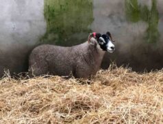 Plumbridge Ram Breeders Association