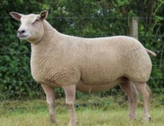 Purebred Charollais Rams at Carnaross Mart