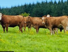 Rock Farm Incalf Heifers SALE 2022