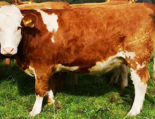 Roscommon Mart Sale of Weanling Bulls, Weanling Heifers and Springers