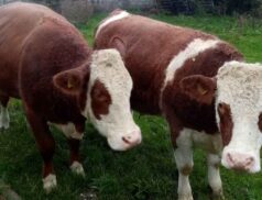 Roscommon Mart sale springers