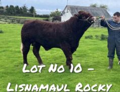 Salers Cattle NI Club Show & Sale Dungannon Farmers' Mart