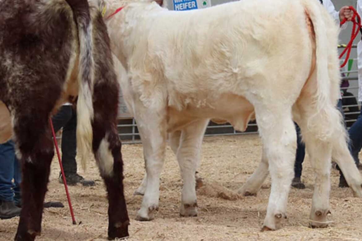 Shorthorn