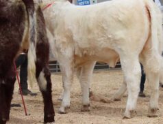Shorthorn