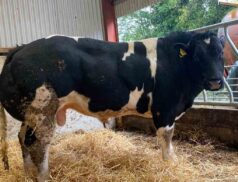 Show Sale Male Weanlings ManorHamilton Mart