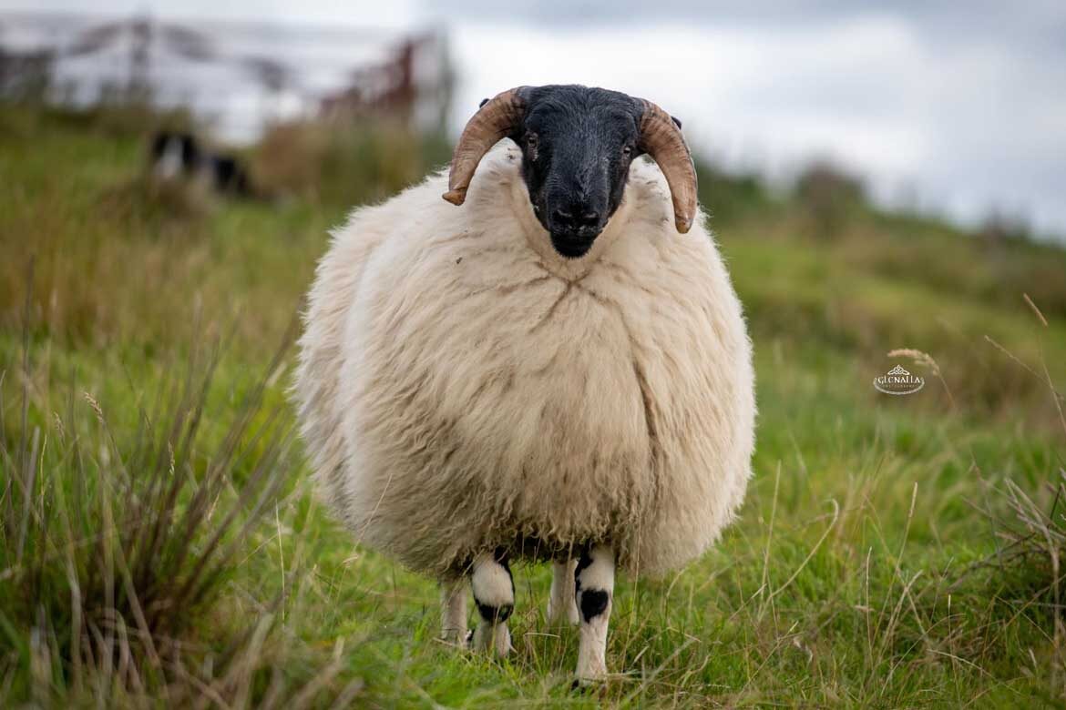 1st Annual Sliabh Liag Longwool Perth Blackfaced Sheepbreeders 