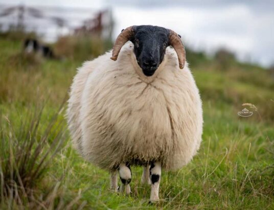 Annual Sliabh Liag Longwool Perth Blackfaced Sheepbreeders Sale