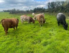 Special Suckler sale at Carrigallen Mart