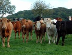 Special Winter Sale of Weanlings at Roscommon Mart