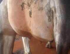 Taaffe Auctions Dungannon Dairy Sale 52