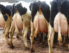 Taaffe Auctions Monamore dairy Sale at Carnaross