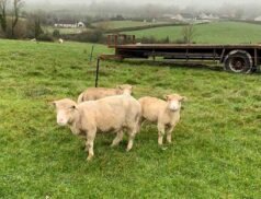 Aged Dorset ewes with lambs at foot DUngannon Mart