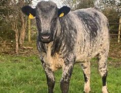 BALLINASLOE MART WEANLING SALE SATURDAY 5TH NOV 22