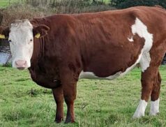 Ballinasloe Cooperative Livestock Mart