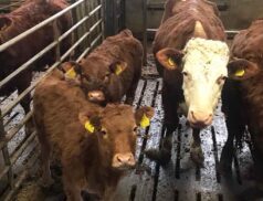 Ballybofey & Stranorlar Co-operative Livestock Mart