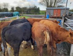 Ballymote Mart Annual Suckler Sale