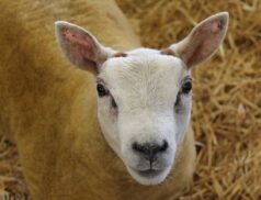 Beltex sheep