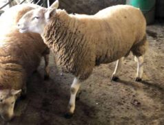 Brockagh Cloghan Mart General Sheep Sale