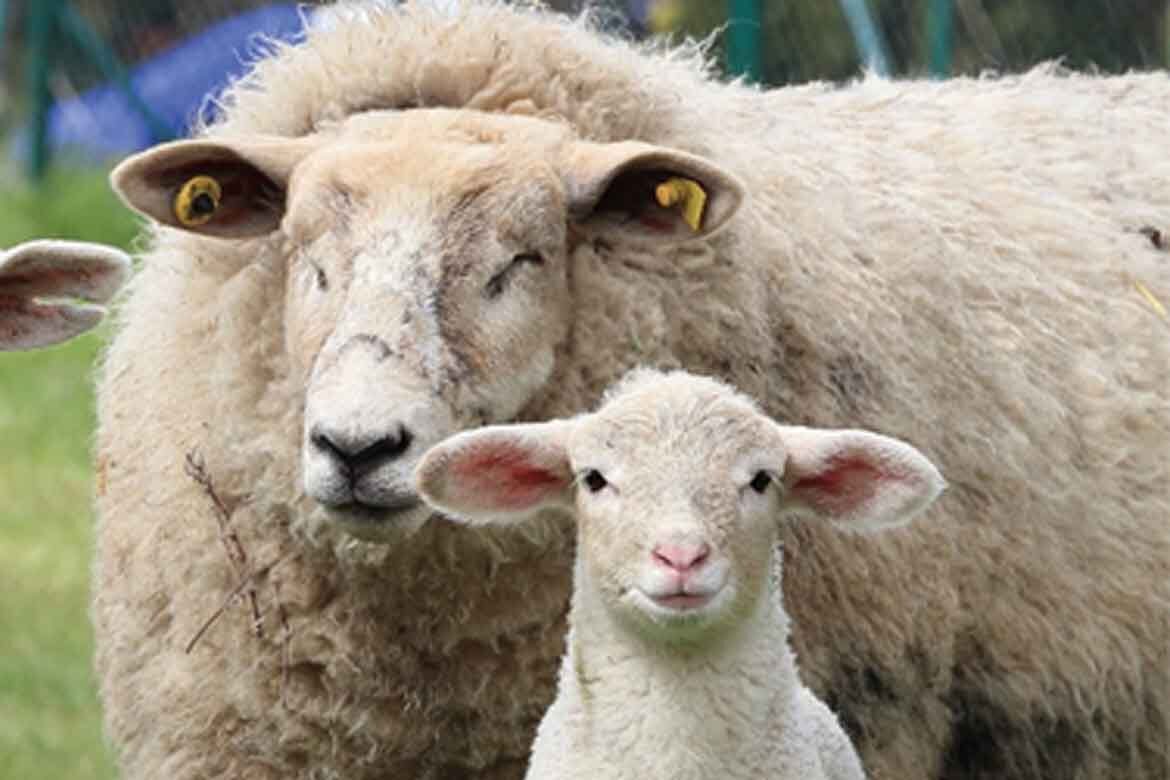 Brockagh Cloghan Mart sheep sale
