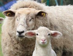 Brockagh Cloghan Mart sheep sale