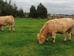 Carnaross Mart Heifers sale