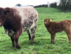 Carnaross Mart Roan Heifer calf at foot