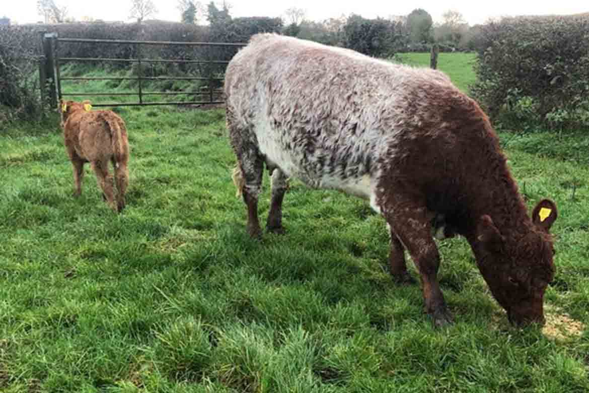 Roan Heifer with AI LIM Heifer Calf at foot - LSL Auctions News