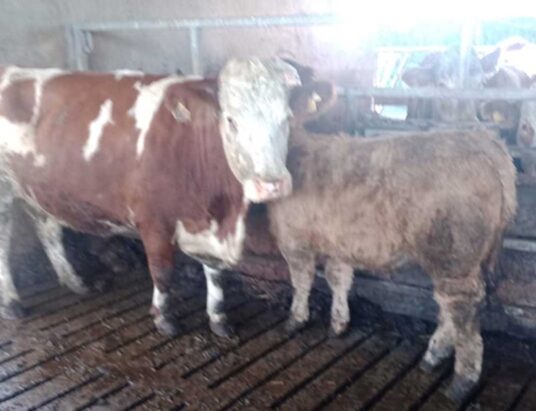 Carnaross Mart calved cow heifers